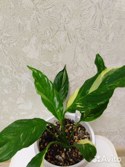 Спатифиллум Caiti, Moon Shadow, Домино