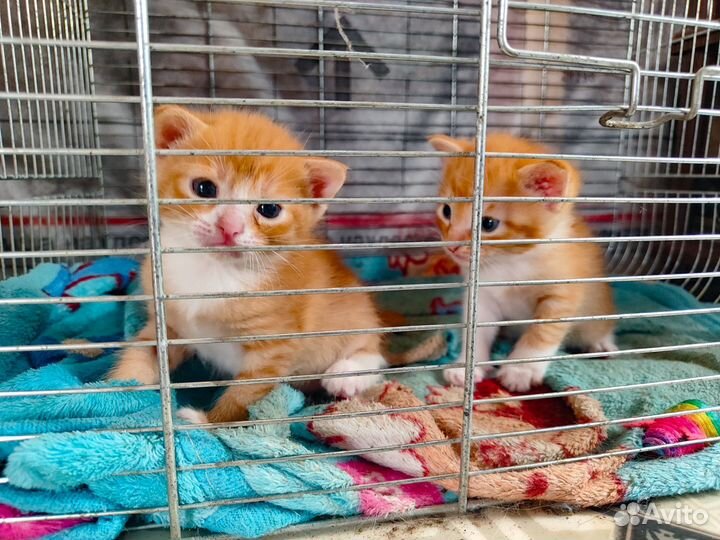 Котейки в добрые руки