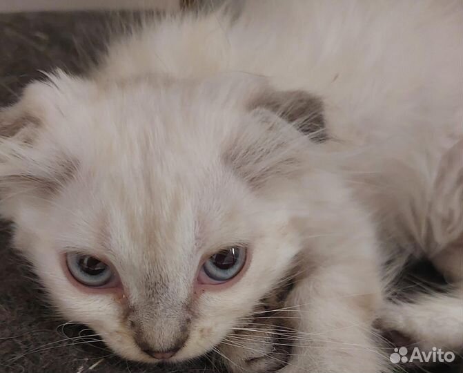 Отдам в добрые руки