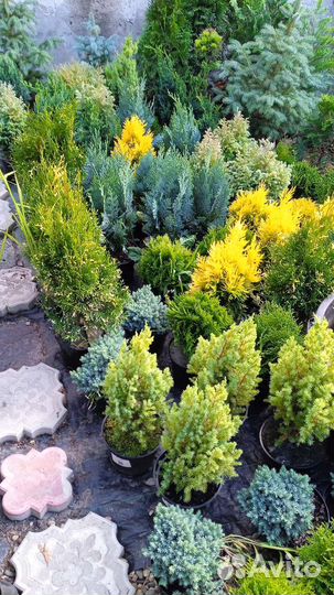 Питомник хвойных растений