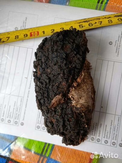 Чага Березовый гриб