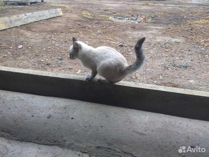 Кошка
