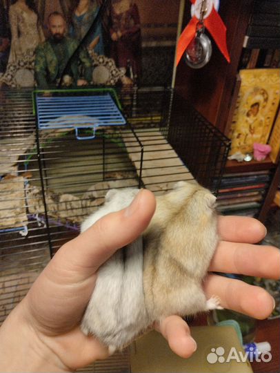 Джунгарский хомяк малыши бронь