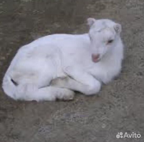 Козлята аламанча