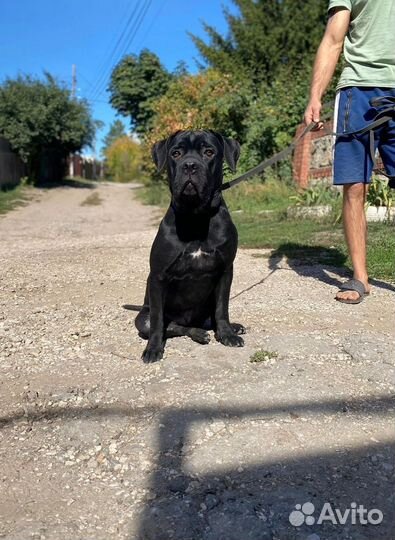 Собака кане Корсо