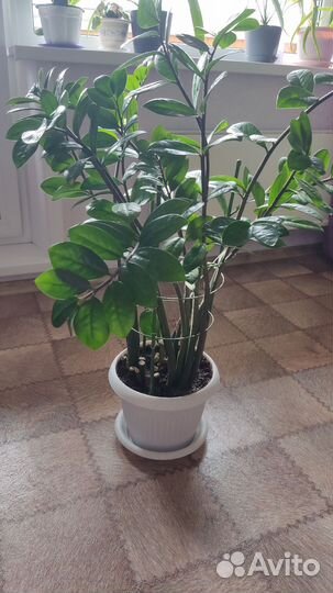 Замиокулькас (долларовое дерево)