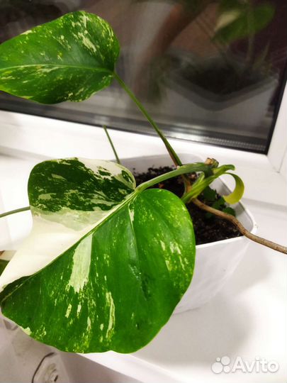 Продажа комнатных цветы