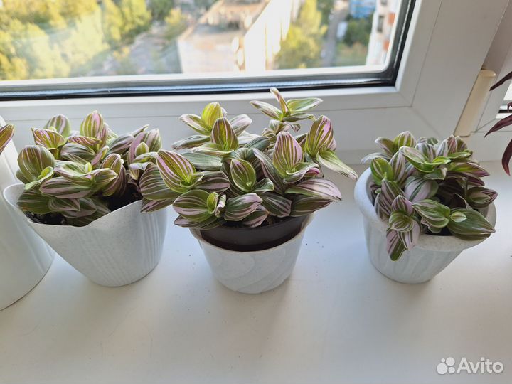 Традесканция зебрина