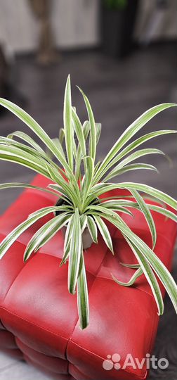 Хлорофитум, пилея, седум буритто комнатные цветы