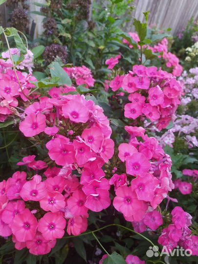 Флоксы сортовые