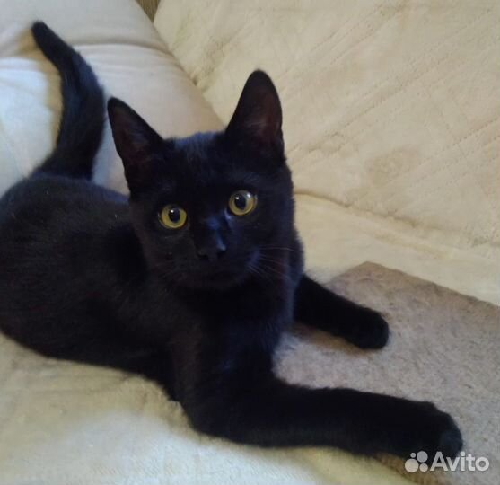 Кот в добрые руки