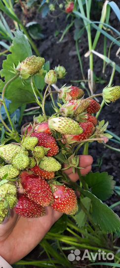 Рассада клубники