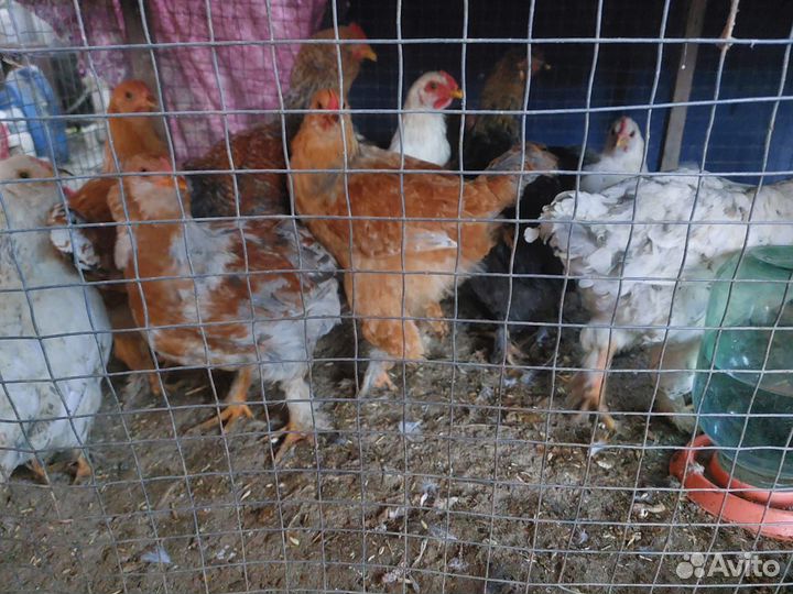 Куры молодняк