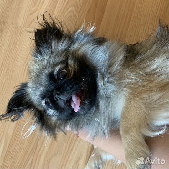 Передержка маленьких и средних собак