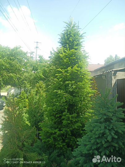 Ель, пихты, кедры саженцы