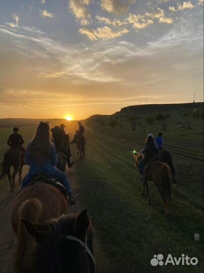 Конные прогулки