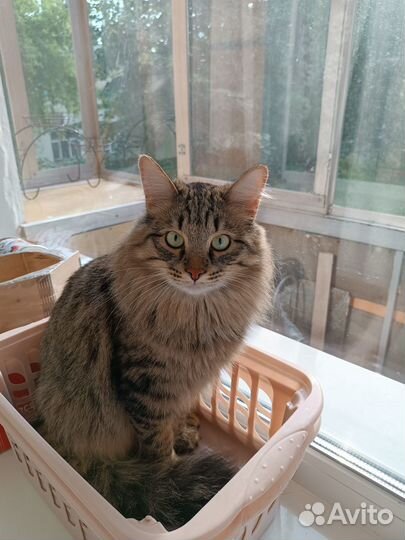 Кот в добрые руки