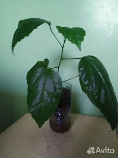 Гибискус махровый