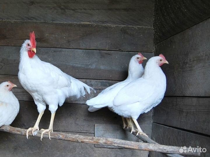 Куры несушки