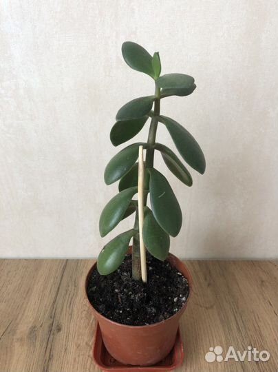 Крассула толстянка