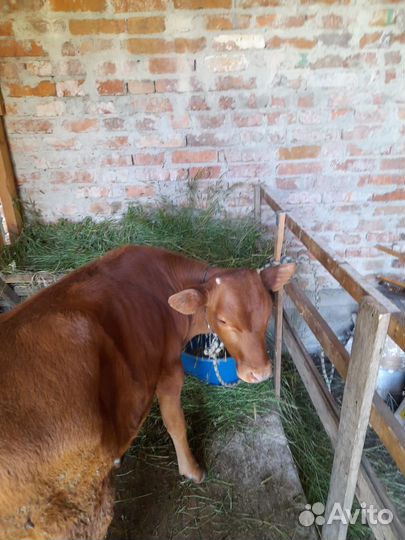 Теленок бычок