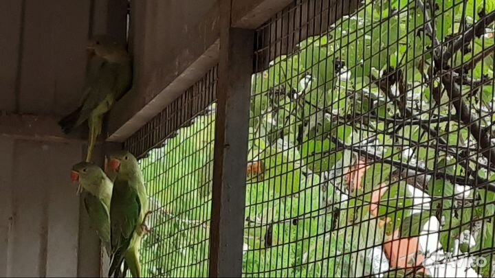 Ожереловый попугай