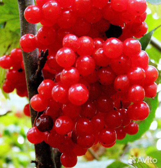 Калина красная