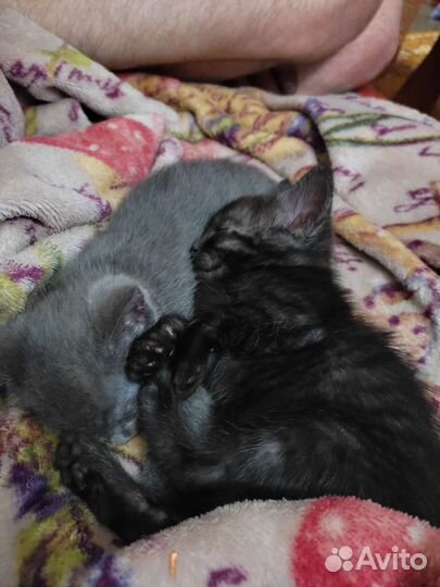 Котята в добрые руки