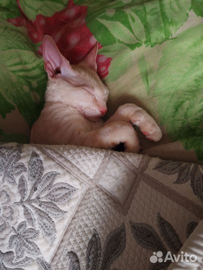 Отдам кота в добрые руки