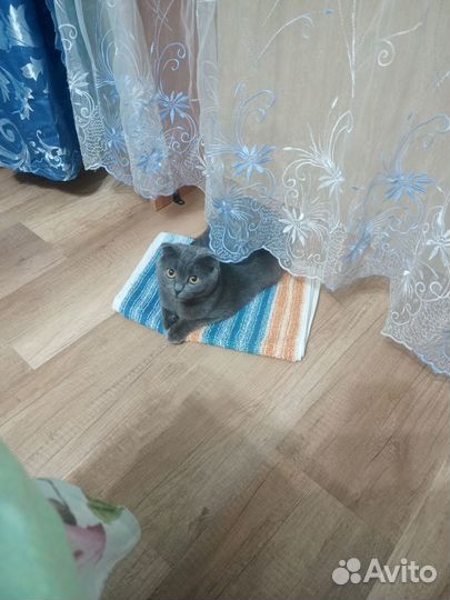 Шотландская вислоухая кошка бесплатно