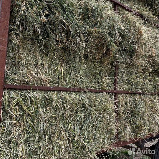 Сено люцерны с разнотравием
