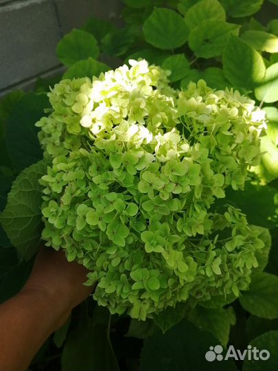 Крупнолистная гортензия