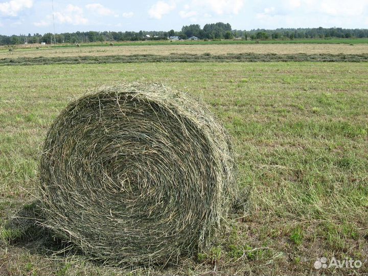 Сено тюки,рулоны
