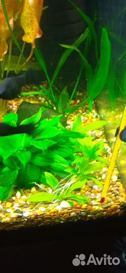 Эхинодорус тропика