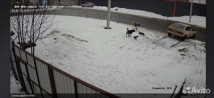 Трехцветные девочки ищут дом