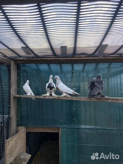 Андижанские голуби