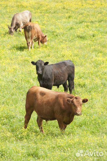 Крс домашние