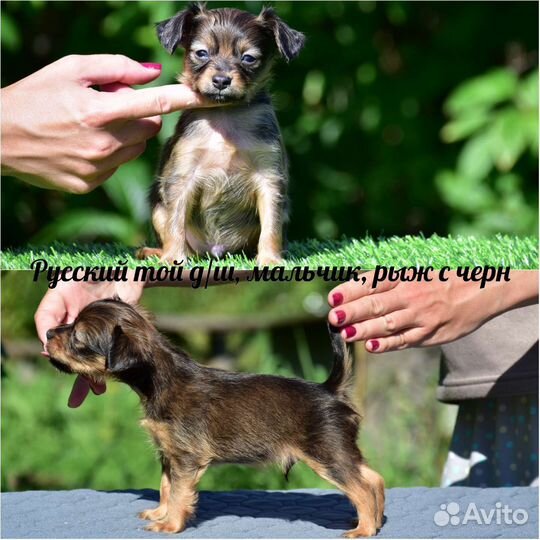 Русский той