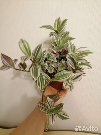 Традесканции белая, зеленая