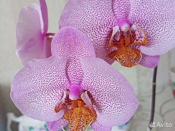 Орхидея фаленопсис