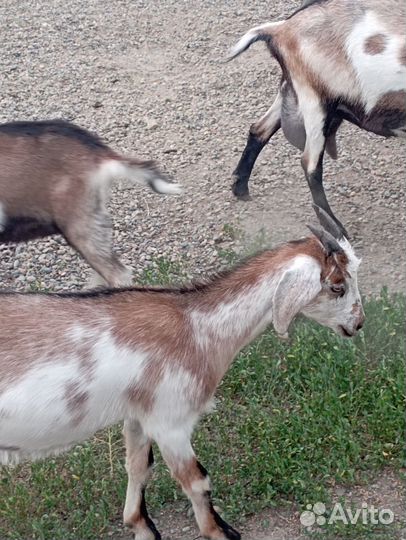 Козье молоко