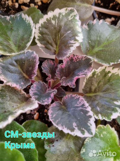 Фиалка детки сортовые