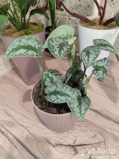 Сциндаптусы разные