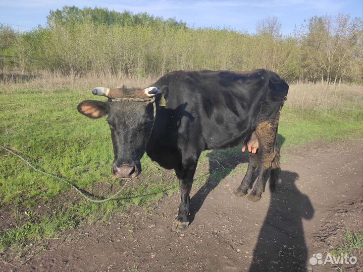 Корова дойная