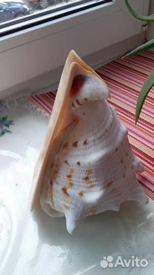 Ракушка морская большая