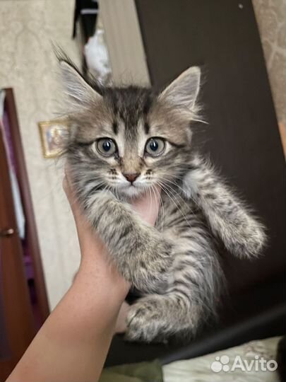 Кошка в добрые руки