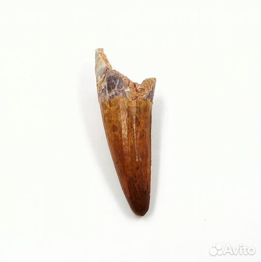 Зуб крокодила Elosuchus, Марокко / Окаменелости