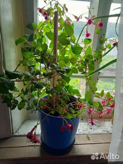 Комнатные цветы фуксия и другие