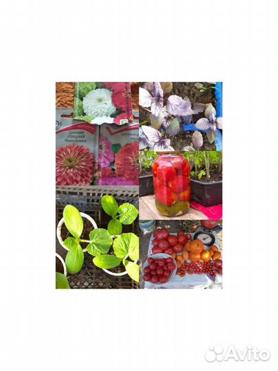 Рассада перца