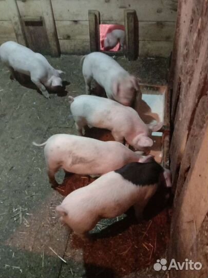 Продаю поросят